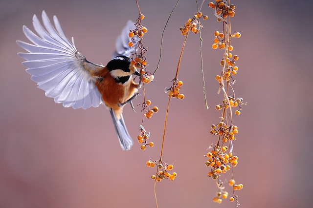 A closeup of a bird in mid-flight with its wings open eating from a group of hanging berries. The background is pink.