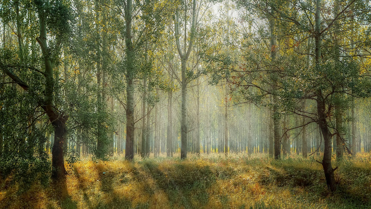 A scene of an enchanting forest with sunlight peeking through the trees and fluffy green and yellow grass.